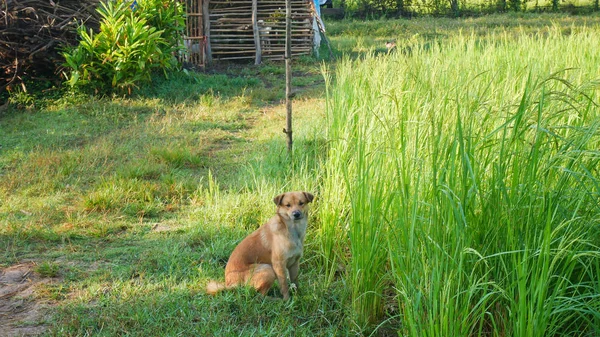 Cão tailandês situado em arroz verde . — Fotografia de Stock