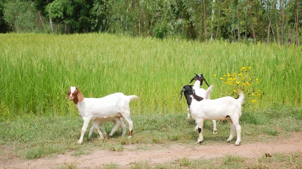 Goats in farmland green rice background. — Stock Photo, Image