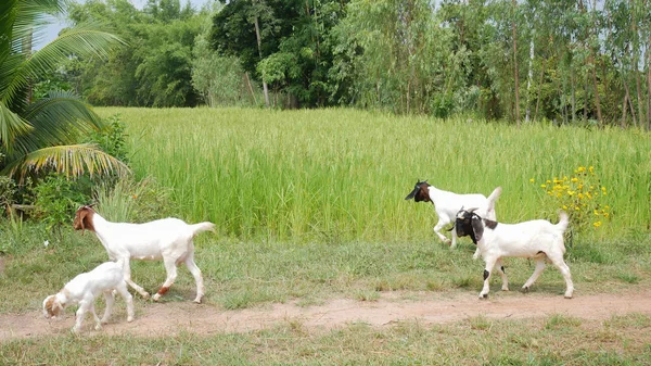 Goats in farmland green rice background. — Stock Photo, Image