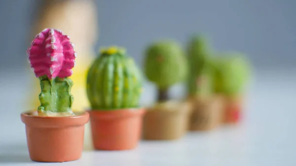 Kleine Kakteenpflanzen auf verschwommenem Hintergrund. — Stockfoto