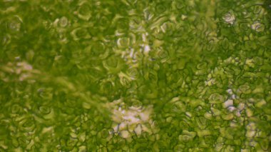 Yeşil yaprak stoma hücreleri bilim arka planı.