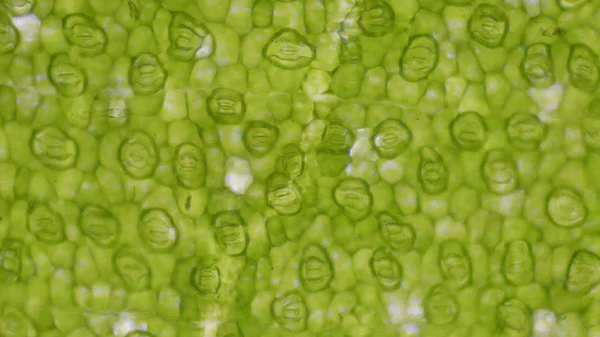 Células de estoma de hoja verde fondo científico . —  Fotos de Stock