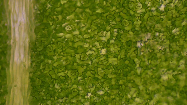 Zelený list stoma buňky vědecké zázemí. — Stock fotografie