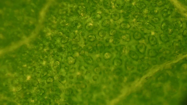 Groene blad stoma cellen wetenschap achtergrond. — Stockfoto