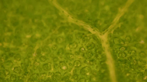 Zielony liść stoma komórki naukowe tło. — Zdjęcie stockowe