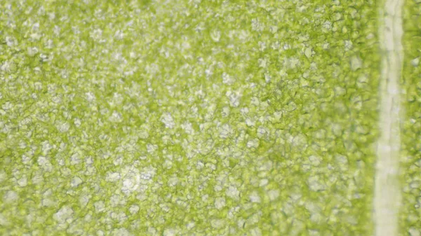 Zielony liść stoma komórki naukowe tło. — Zdjęcie stockowe
