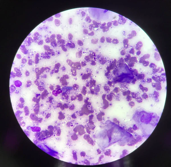 Budding yeast cells binary fission cells in smear laboratory science background concept.