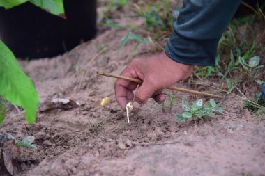 Toprak tarım kavramının tohumlarını kapat.