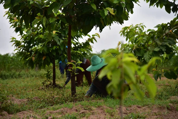 Gros Plan Sur Les Semences Dans Concept Agriculture Des Sols — Photo