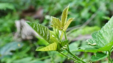 Doğadaki yeşil yaprağı kapat.
