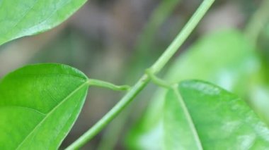 Doğadaki yeşil yaprağı kapat.