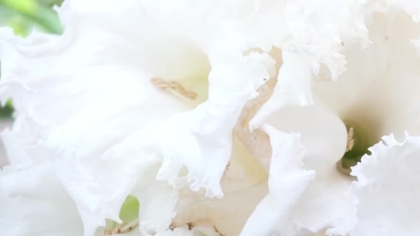 自然の中で木のテーブルの上に白い花 — ストック動画