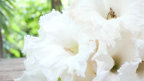 White Flowers Wood Table Nature — Stock Video