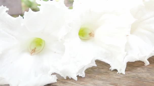 Белые Цветы Деревянном Столе Природе — стоковое видео