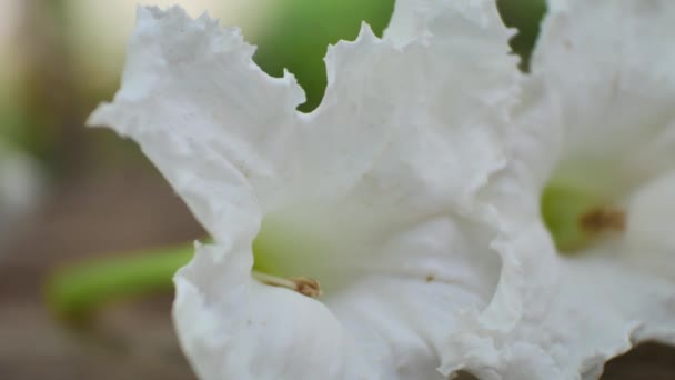 Weiße Blumen Auf Holztisch Der Natur — Stockvideo