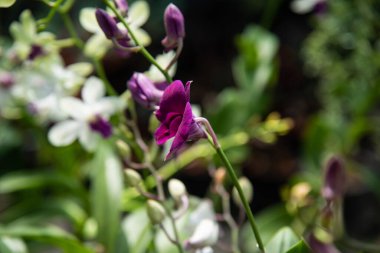 Doğadaki orkide çiçeklerini kapat.