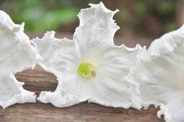 Sluiten Witte Bloemen Houten Tafel — Stockfoto