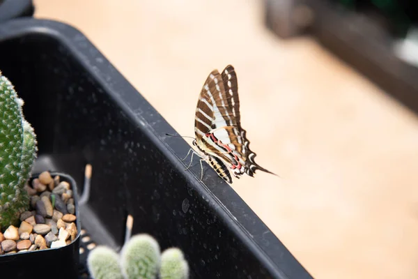 Close Butterfly Flying Nature Blur Background — Stock Photo, Image