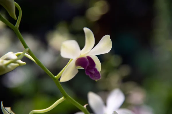 Закрыть Орхидеи Цветы Природе — стоковое фото