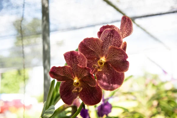 Close Fiori Orchidea Natura — Foto Stock