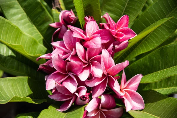 Close Roze Plumeria Bloemen Natuur — Stockfoto