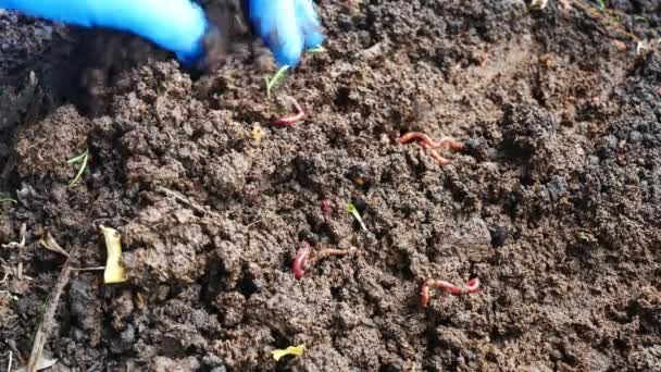 Earthworm African Night Crawler Bio Fertilizer Concept — Stock Video