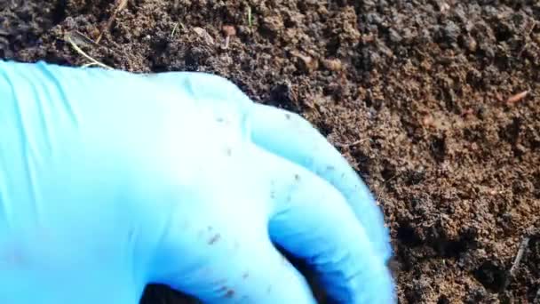 蚯蚓非洲夜间爬虫在生物肥料概念中的应用 — 图库视频影像