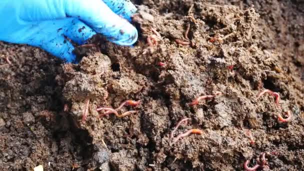 Earthworm African Night Crawler Conceito Fertilizante Biológico — Vídeo de Stock