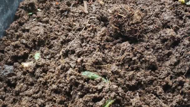 Earthworm African Night Crawler Biogödsel Koncept — Stockvideo