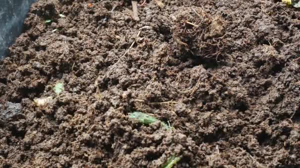 Earthworm African Night Crawler in bio fertilizer concept. — Stock Footage Earthworm African Night Crawler Bio Fertilizer Concept Royalty Free Stock Video