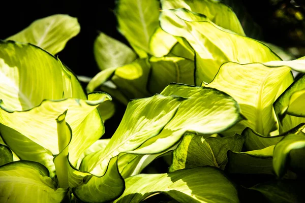 Primer Plano Plantas Hoja Verde Naturaleza Fondo —  Fotos de Stock