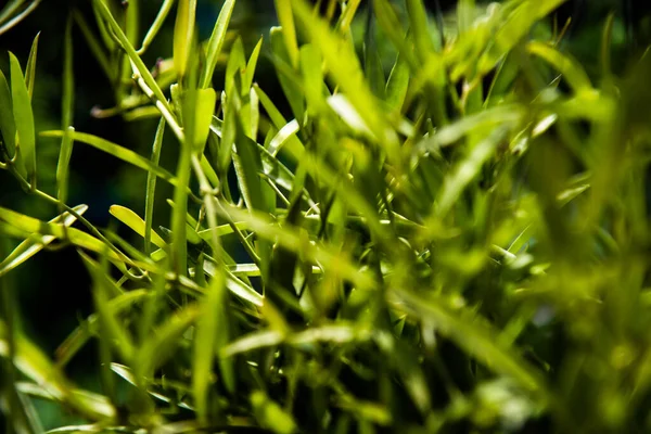 Nahaufnahme Pflanzen Grünes Blatt Natur Hintergrund — Stockfoto