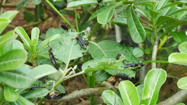 Tunas Hitam Pada Tanaman Hijau — Stok Video