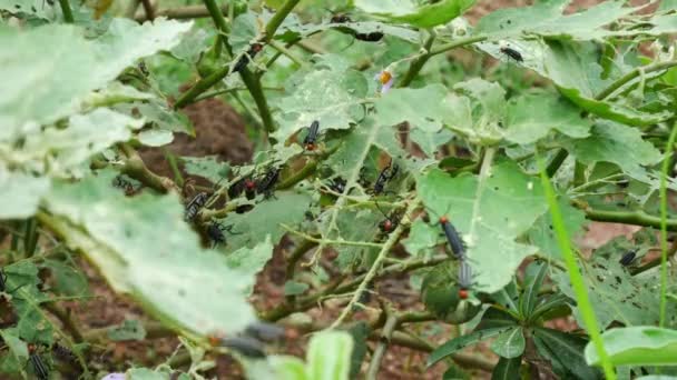 Zwarte Knoppen Groene Planten — Stockvideo