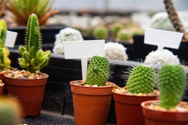 Bulanık arka planda taze kaktüs kapat.