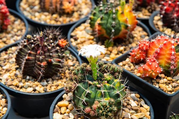 Fermer Cactus Frais Sur Fond Flou — Photo