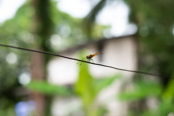 Blur Dragon Volar Sobre Fondo Borroso — Foto de Stock