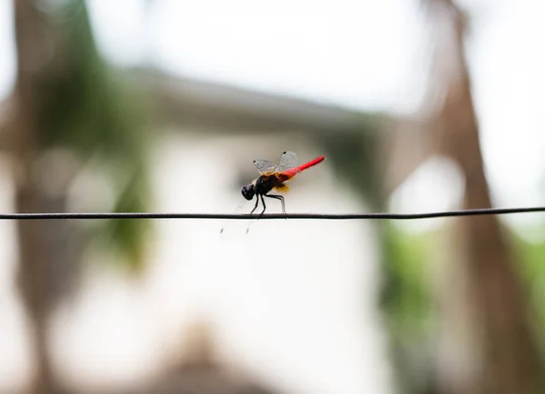 Blur Dragon fly on blurred background.