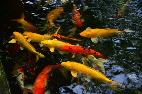 Grupo Borroso Carpas Lujo Agua — Foto de Stock