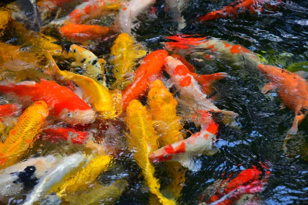 Verschwommene Gruppe Ausgefallener Karpfen Wasser — Stockfoto