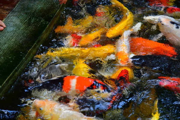 Verschwommene Gruppe Ausgefallener Karpfen Wasser — Stockfoto