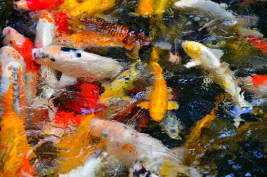 Tayland tapınağında tütsü tütsüsü içmek. Suda süslü sazan balığı.