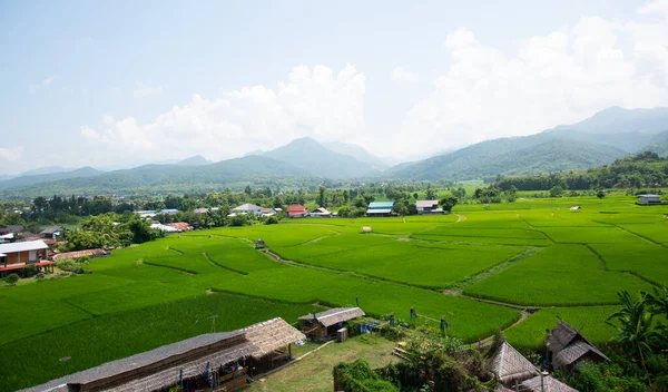 Arroz Verde Archivado Nan Tailandia Fondo Paisajístico —  Fotos de Stock