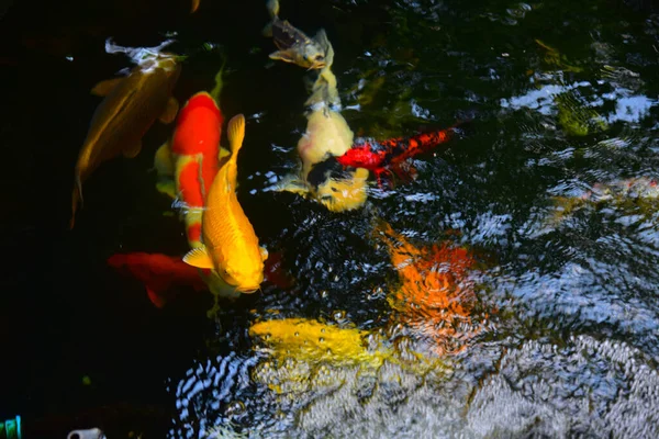 Rauchschwaden Thailändischen Tempel Karpfen Wasser — Stockfoto