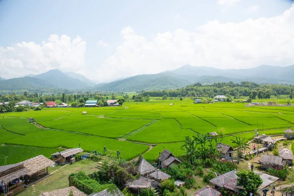 Arroz Verde Archivado Nan Tailandia Fondo Paisajístico —  Fotos de Stock