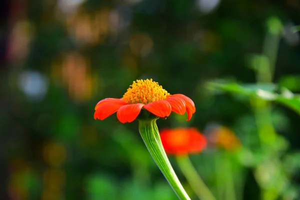 Fermer Fleurs Sur Fond Flou Vert — Photo