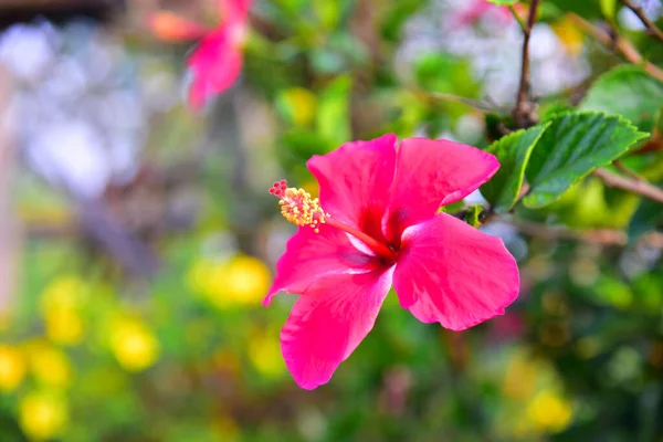 Cerrar Las Flores Sobre Fondo Borroso Verde — Foto de Stock