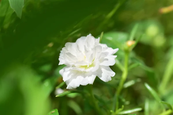 Close Flowers Blur Background Nature — Stock Photo, Image