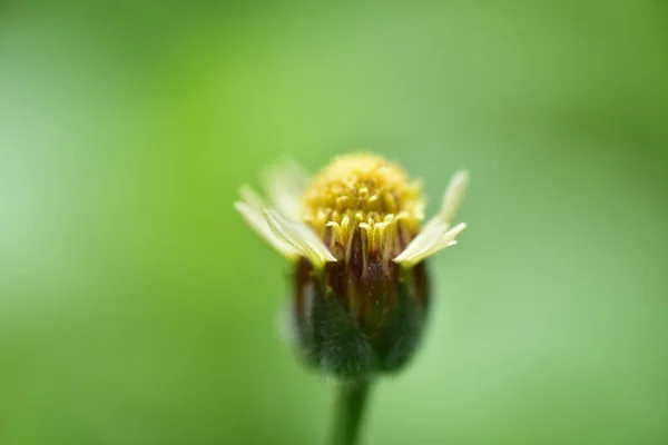 Fermer Fleurs Sur Fond Flou Dans Nature — Photo