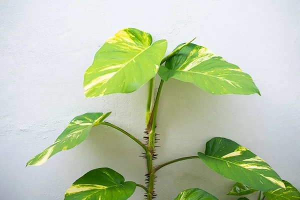 Πράσινο Epremnum Aureum Λευκό Τοίχο Έννοια Της Φύσης — Φωτογραφία Αρχείου